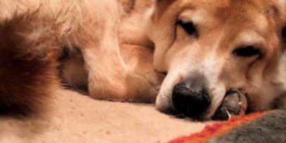 Bloomington Carpet Pet Stain Odor Removal